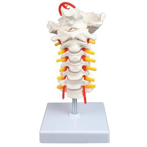 Vision Scientific VAV261 Cervical Spine with Nerves & Arteries | Life-size, Articulated | 7 Cervical Vertebrae, Intervertebral Discs | Occipital Bone, Spinal Cord | Instruction Manual