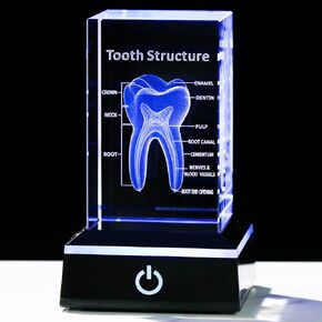 YWHL 3D Crystal Human Tooth Model with Colorful Light Base, Laser Etched Dentist Gifts for Women Men on Birthday Christmas, Stomatological Dental Hospital Teeth Model for Home and Office Decoration