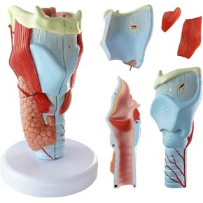 NEW HORIZON 1.5X Life Size Human Laryngeal Model Nasal Oral Cavity Throat Nasopharynx aryngopharyngeal Pharynx Larynx Anatomical Model Science MedicalStudents Teaching Aid