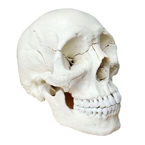 Wellden Medical Anatomical Adult Osteopathic Skull Model, 22-Part, Life Size, Bone Color