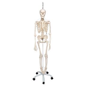 3B Scientific A15/3S Physiological skeleton functional skeleton/flexible - 3B Smart Anatomy