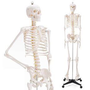 Human Skeleton Model, Life Size Anatomical Skeleton Replica with Spinal Nerves & Removable Calvarium, Arms & Legs, Great Value Model for Human Body & Bone Anatomy System Study