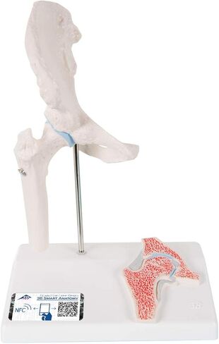 3B Scientific A84/1 Mini Hip Joint w/ cross sec of bone on base - 3B Smart Anatomy in Saudi Arabia