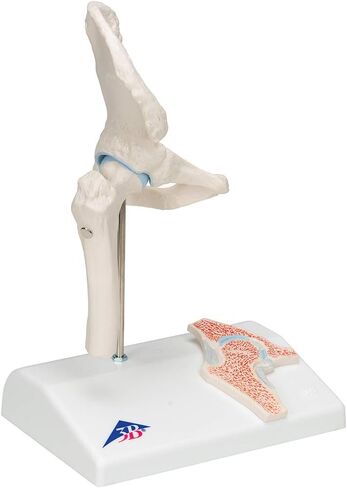 3B Scientific A84/1 Mini Hip Joint w/ cross sec of bone on base - 3B Smart Anatomy in Saudi Arabia