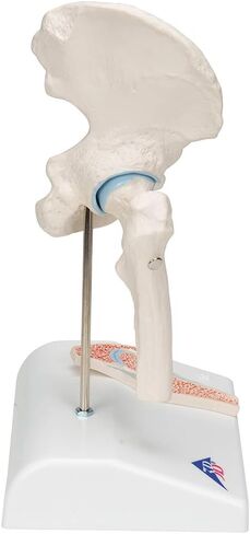 3B Scientific A84/1 Mini Hip Joint w/ cross sec of bone on base - 3B Smart Anatomy in Saudi Arabia