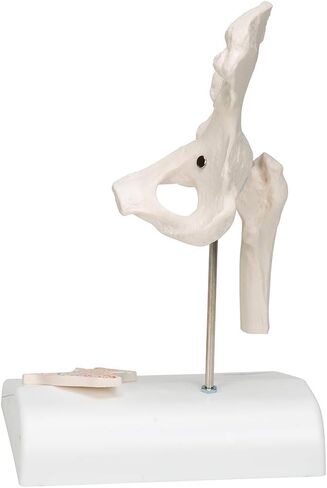 3B Scientific A84/1 Mini Hip Joint w/ cross sec of bone on base - 3B Smart Anatomy in Saudi Arabia