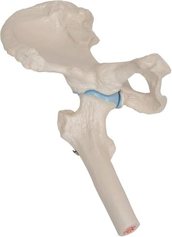3B Scientific A84/1 Mini Hip Joint w/ cross sec of bone on base - 3B Smart Anatomy in Saudi Arabia