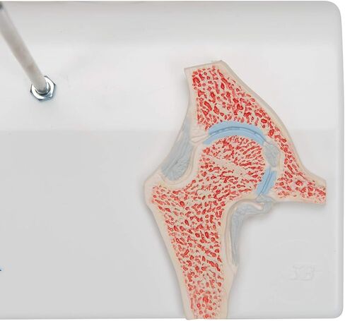 3B Scientific A84/1 Mini Hip Joint w/ cross sec of bone on base - 3B Smart Anatomy in Saudi Arabia