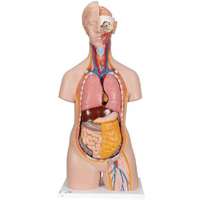 3B Scientific B13 Classic Unisex Torso 14 part - 3B Smart Anatomy