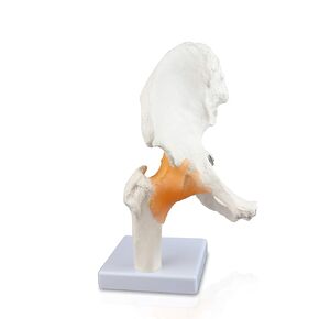 Parco Scientific PB00040 Classic Functional Hip Joint Model, Articulates with Life Like Flexible Ligaments, Features Femur, Hip Bone & Surrounding Ligaments