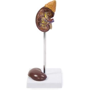 Vision Scientific VAU439-N Life-Size Kidney Model - 2 Parts | Median Sagittal Sectioned | Divided in 2 Parts to Show Internal Structures | Accompanying Key Card