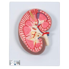 3B Scientific K10 Kidney Section 3x full-size - 3B Smart Anatomy