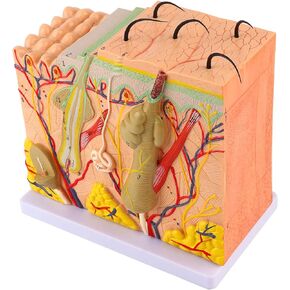 Asixxsix Skin Model, 50X Enlarged Anatomical Model Anatomy 3D Human Skin Magnified Tissue Structure Model with Hair for Science Classroom Learning Teaching Display Medical Skin Marking