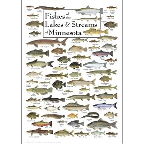 Earth Sky + Water - Fishes of the Lakes & Streams of Minnesota - Poster