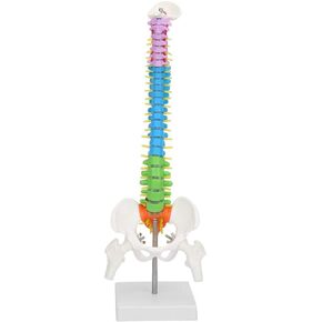 Oumefar Spine Model,Life-Size Aanatomical Miniature Spine Anatomy Model for Science Lab with Pelvis and Femur Heads, Mini Vertebral Column Model