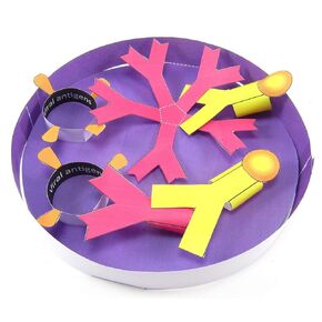 NewPath Learning-24-7715 Antibody Test 3-D Model Kit
