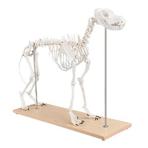 SimCoach Large Canine Skeleton Model, Veterinary Dog Model with Base