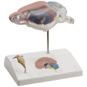 3B Scientific C29 Rat Brain Comparative Anatomy, 5.5" Length x 3.9" Width x 6.3" Height