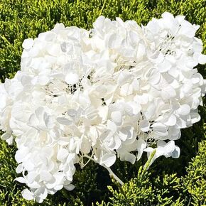 Real Dried White Hydrangea Flowers Petals - 0.7 oz Natural Pressed Flower Petals for Scrapbooking DIY Art Crafts, Candle, Soap Making, Wedding Decor, Confetti, Table Decorations