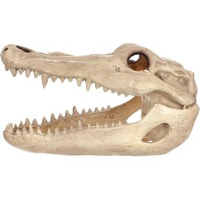 Crazy Bonez Alligator Skull, Standard, Bone