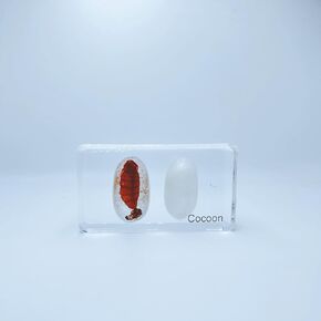 Multiple Styles Resin Insects, Insect Specimens,Resin Preservation, Resin Amber for Kids Science Education, Collection, Decorative (Frog)