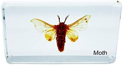 Multiple Styles Resin Insects, Insect Specimens,Resin Preservation, Resin Amber for Kids Science Education, Collection, Decorative (Frog) in Saudi Arabia