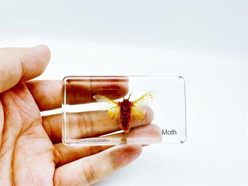 Multiple Styles Resin Insects, Insect Specimens,Resin Preservation, Resin Amber for Kids Science Education, Collection, Decorative (Frog) in Saudi Arabia