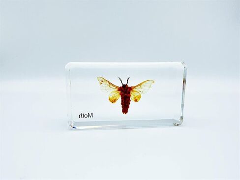 Multiple Styles Resin Insects, Insect Specimens,Resin Preservation, Resin Amber for Kids Science Education, Collection, Decorative (Frog) in Saudi Arabia