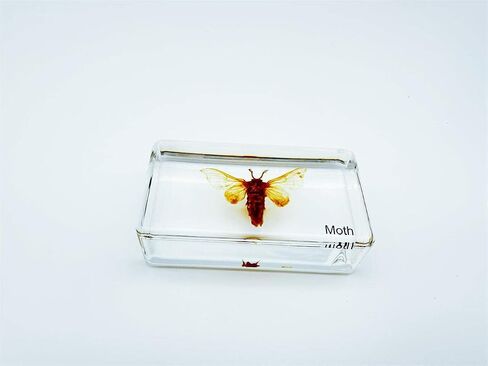Multiple Styles Resin Insects, Insect Specimens,Resin Preservation, Resin Amber for Kids Science Education, Collection, Decorative (Frog) in Saudi Arabia