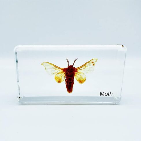 Multiple Styles Resin Insects, Insect Specimens,Resin Preservation, Resin Amber for Kids Science Education, Collection, Decorative (Frog) in Saudi Arabia