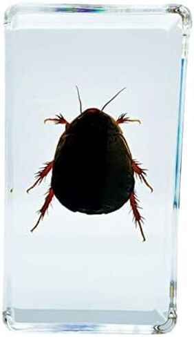 Multiple Styles Resin Insects, Insect Specimens,Resin Preservation, Resin Amber for Kids Science Education, Collection, Decorative (Frog) in Saudi Arabia