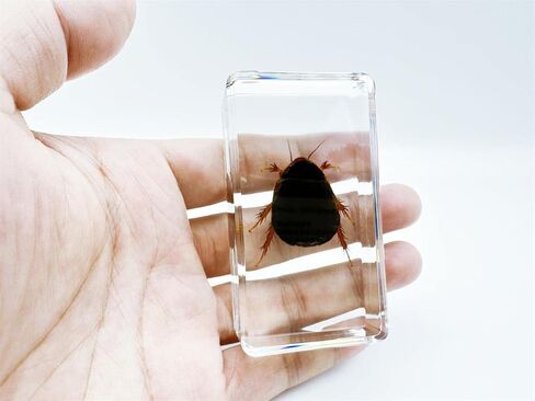 Multiple Styles Resin Insects, Insect Specimens,Resin Preservation, Resin Amber for Kids Science Education, Collection, Decorative (Frog) in Saudi Arabia