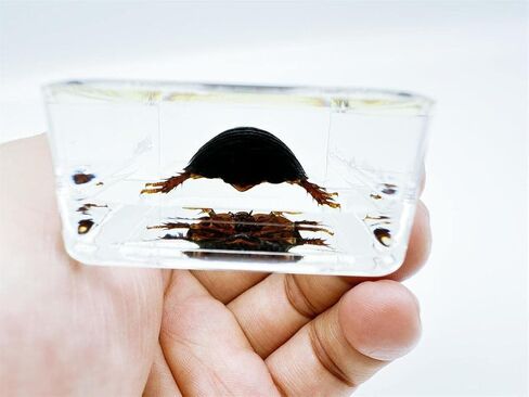 Multiple Styles Resin Insects, Insect Specimens,Resin Preservation, Resin Amber for Kids Science Education, Collection, Decorative (Frog) in Saudi Arabia