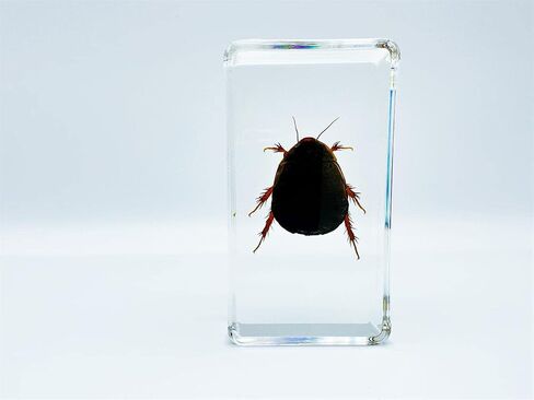 Multiple Styles Resin Insects, Insect Specimens,Resin Preservation, Resin Amber for Kids Science Education, Collection, Decorative (Frog) in Saudi Arabia