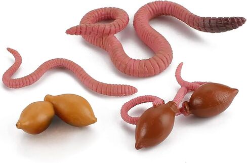 Life Cycle of Duck Figurines Animals Figurines Set Duck Toys Realistic Farm Animals Preschool Animals Figures Eduactional Project Diorama Model Toy for Kids in Kuwait