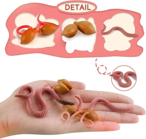 Life Cycle of Duck Figurines Animals Figurines Set Duck Toys Realistic Farm Animals Preschool Animals Figures Eduactional Project Diorama Model Toy for Kids in Kuwait