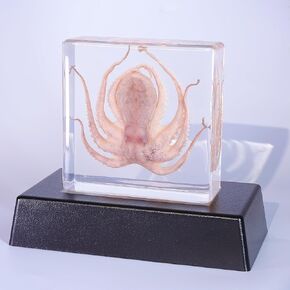 Light Up Taxidermy Octopus,Real Octopus Specimens Animal Specimen in Resin for Science Classroom Science Education,Colorful Lighting Taxidermy with LED Base for Biology Oddities Decor Display Gifts