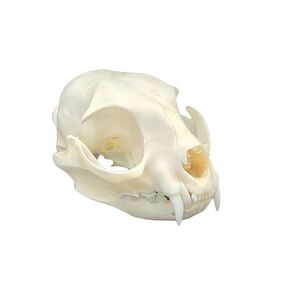 Taxidermy Real Animals Skulls, Real Bones Specimen, Taxidermy Supplies for Science Education, Special Gift (Fox Skull)