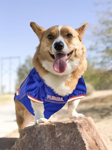 NCAA College Florida Gators Mesh Jersey for DOGS & CATS, XXX-Large. Licensed Big Dog Jersey with your Favorite Football/Basketball College Team in Saudi Arabia