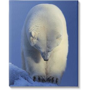 Stupell Industries Polar Bear Photography Canvas Wall Art by © Shane Lamb