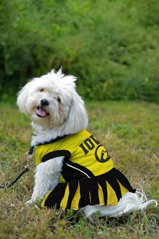 Pets First Collegiate University of Iowa Hawkeyes Dog Cheerleader Dress, X-Small in Saudi Arabia