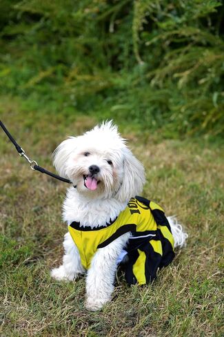 Pets First Collegiate University of Iowa Hawkeyes Dog Cheerleader Dress, X-Small in Saudi Arabia