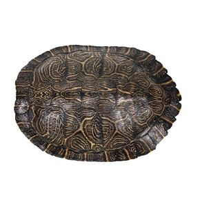8" to 9" River Cooter Turtle Shell