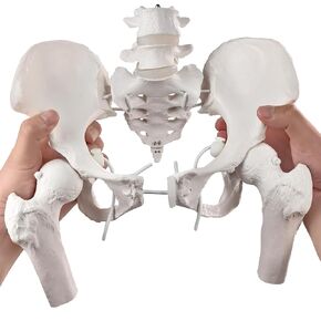 Movable Female Pelvis Model w/Elastic Two Movable Femur Heads and Joints, Life Size Female Pelvic Anatomy Model for Science Education, Midwife in Obstetrics, Gynecology Patient Communication