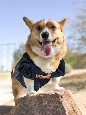 Pets First NCAA College Illinois Fighting Illini Mesh Jersey for Dogs & Cats, Size XX-Large, Licensed Dog Jersey with Your Favorite Football/Basketball College Team in Saudi Arabia