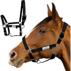Prairie Horse Supply Nylon Horse Halter, 1 inch Wide, Heavy Duty, Adjustable