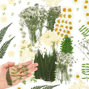 Fabbay 200 Pcs Dried Pressed Flowers Real Dry Natural Flower Leaf Dried Flowers for Resin Pressed Flower Kit for Plant Herbarium Scrapbooking DIY Candle Crafts (Black)