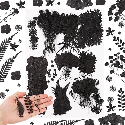 Fabbay 200 Pcs Dried Pressed Flowers Real Dry Natural Flower Leaf Dried Flowers for Resin Pressed Flower Kit for Plant Herbarium Scrapbooking DIY Candle Crafts (Black) in Saudi Arabia