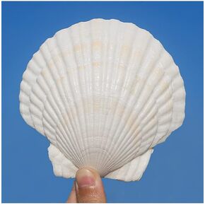 QEQEKAKA 6PCS Large Scallop Shells Crafts 4''-5'' Large Shells Decoration, for Baking Shells, Crafts DIY Painting Beaching Wedding Decoration, Beach Natural Scallop Shells Bulk