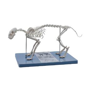 EISCO Adult Cat Skeletal System, Anatomical Model, 8.25" Tall - Life Size Domestic Shorthair Medical Quality, Mounted to Base- Eisco Labs